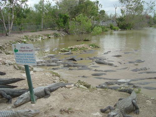 Gator Farm - Florida