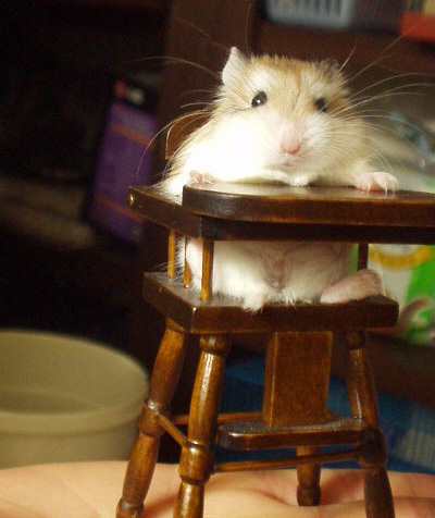 میں hamster, ہمزٹر