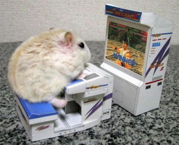chuột đồng, hamster