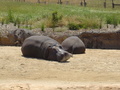 Hippos - the-animal-kingdom photo