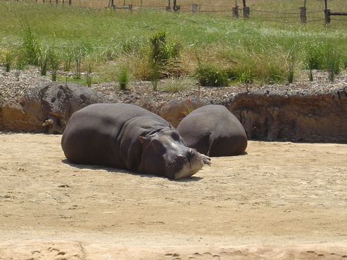  Hippos