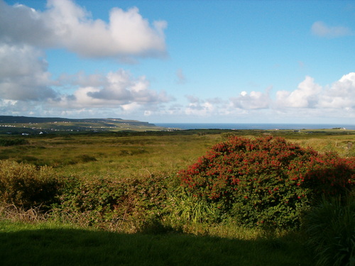  Ireland, bushes with Blumen