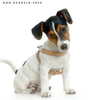 caine jack russell