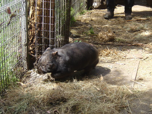  James the Wombat