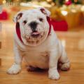 Jinglebell Dog - christmas photo