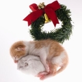 Kitten & Mouse Share The Love - christmas photo