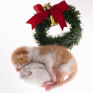 Kitten & Mouse Share The Love