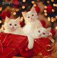 Kittens In A Box - christmas photo