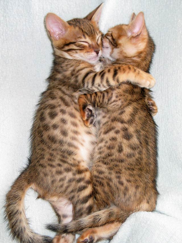 Kitty-Hugs-being-nice-133512_640_853.jpg