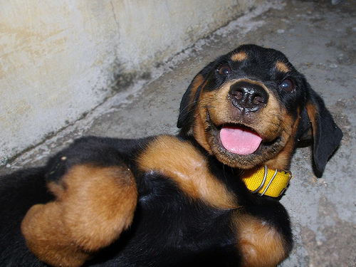  Little rottweiler, रोट्विइलर Laghing