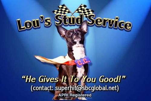  Lou's Stud Service