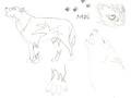 Mai=Werewolf=Moi - twilight-series photo