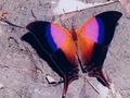 butterflies - Marpesialole wallpaper