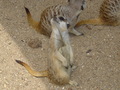 Meerkats - the-animal-kingdom photo