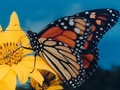 butterflies - Monarch wallpaper