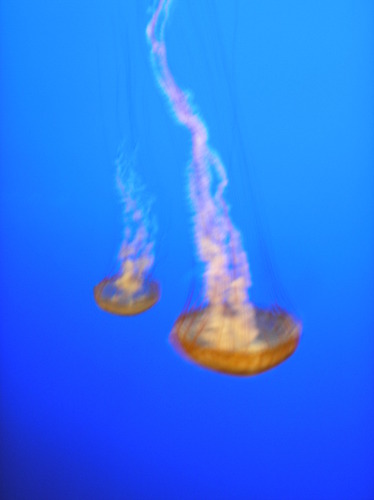  Monterey baya Aquarium jellies