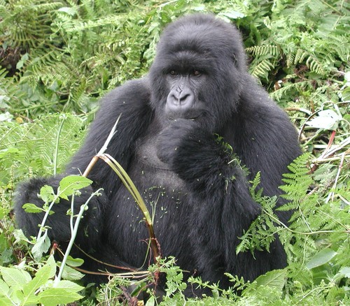  Mountain Gorilla Rwanda