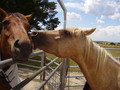 My Baby Felix - horses photo