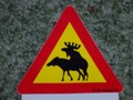 Naughty Moose - scandinavia photo