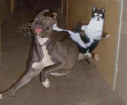 funny ninja cat pictures