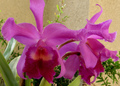 Orchids - flowers photo