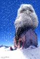 Owl in the snow - animals photo