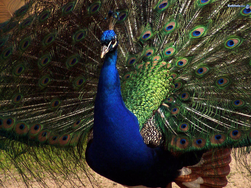 peacock wallpaper. PEACOCK