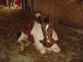 Paint Baby - horses photo