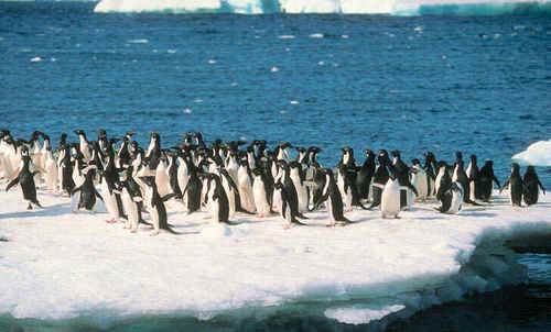  Penguins