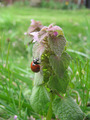 Ladybug by DarkSarcasm - photography fan art