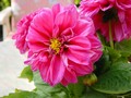Pink Beauty - gardening photo