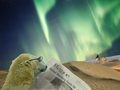 Polar Bear - global-warming-prevention photo
