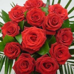  Red mga rosas