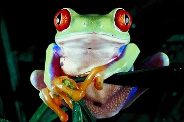  Red eyed boom frog