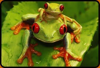 Red eyed puno frog