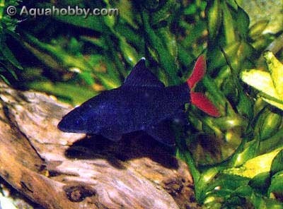  Red-tailed black yu, ikan jerung