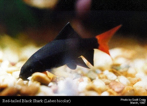  Red-tailed black акула