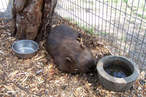  Resting Wombat