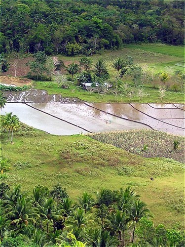 चावल fields