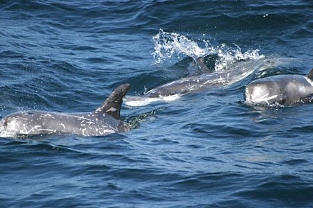  Risso's delphin