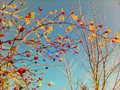 Rosehips - autumn photo