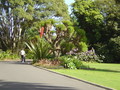 australia - Royal Botanical Gardens wallpaper