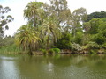 Royal Botanical Gardens - australia wallpaper