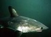 Salmon Shark - sea-life icon