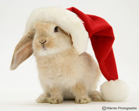  Santa Bunny