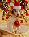 Santa Jack Russell Terrier - christmas photo