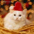 Santa Kitty - christmas photo