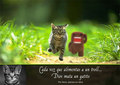 Save the kittens Spanish Ver. - atsof photo