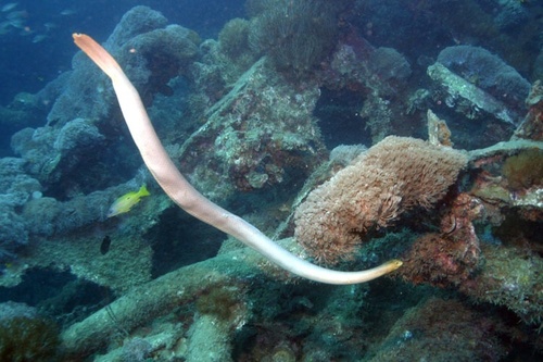  Sea snake