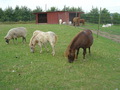 Shetlands in Sweden - horses photo